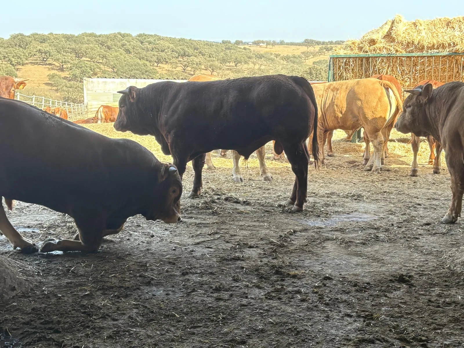 Troupeau bovin dans un enclos d’élevage