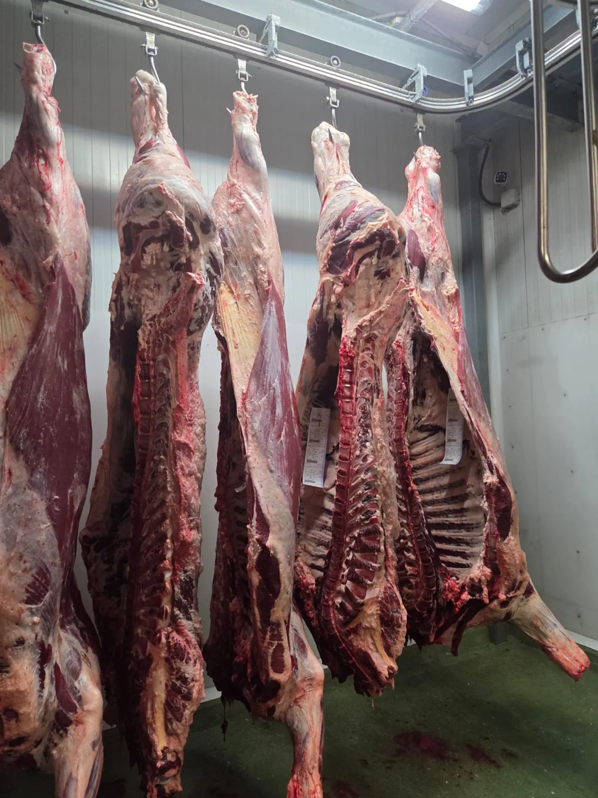 Demi-carcasses bovines suspendues en chambre froide