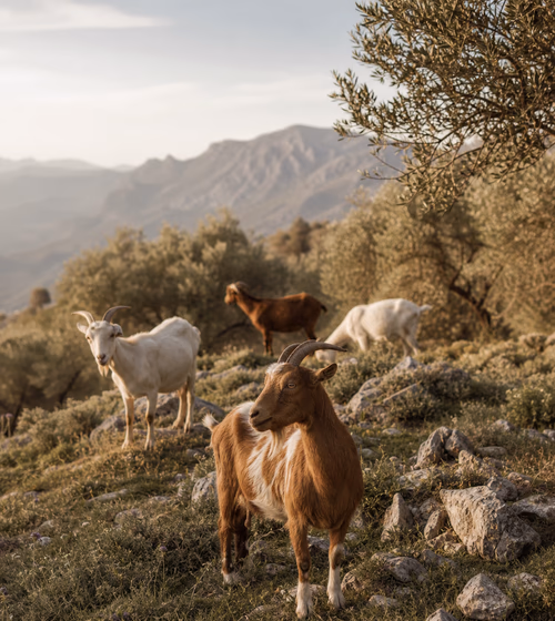 Atlas Meat Trading, élevage, produits et chaîne logistique